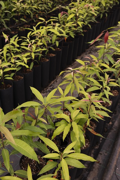 Tommy Hadden Mango Seedling